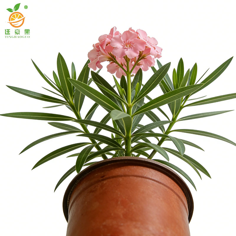 廷豪果 夹竹桃 高40-50公分 /棵高清大图