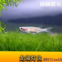 玻璃龙须灯鱼除油膜透明身体工具鱼缸热带鱼观赏鱼鱼 1.5-2厘米3条 不用食料