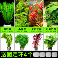水草植物鱼缸造景莫斯阴性水榕沉木蜈蚣水培懒人增氧乌龟真草草 均码 买1发4经典搭配热销送沉底环套餐