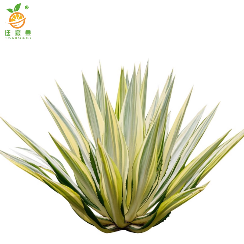 廷豪果 万年麻 高60-80cm /棵高清大图