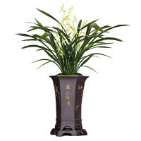 绿植花卉兰花苗【香素】建兰四季兰大凤素不带花苞办公室内盆栽花卉盆栽盆景培多肉耐绿植物香素1棵3苗不带花苞裸根不