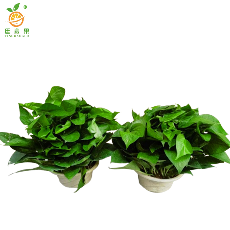 廷豪果 绿萝盆栽 12盆 /套高清大图
