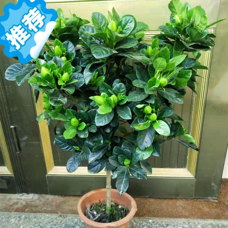 三维工匠重瓣大叶栀子花盆栽苗室内外植物四季常青浓香型牡丹栀子花带花苞花卉报价 参数 图片 视频 怎么样 问答 苏宁易购