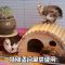 4斤成品(加菌款) 仓鼠垫料除臭夏季芦丁鸡柯尔鸭鸟窝仓鼠兔子宠物生物木粒分解木屑