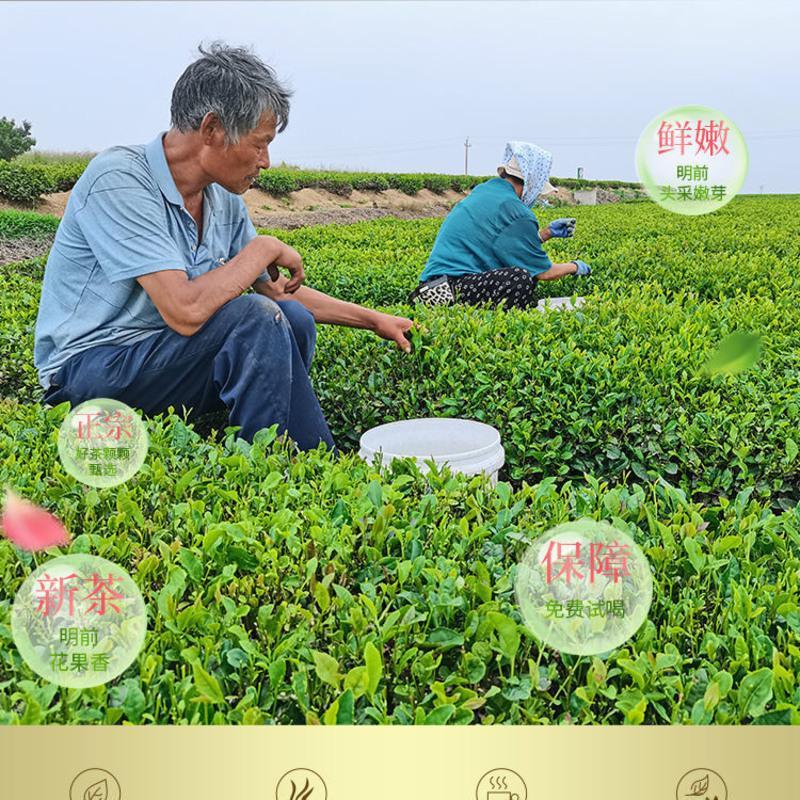 {买一斤送一斤}山东日照绿茶一级新茶绿茶叶嫩芽浓香豆香型批发价 半斤粗叶茶[每日特价品尝款] 山东日照自家父亲的茶园