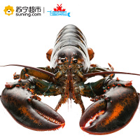 [苏宁生鲜][活鲜]加拿大 鲜活波士顿龙虾 海鲜波龙900-1000g/只 顺丰冷链航空全国配送 海鲜水产