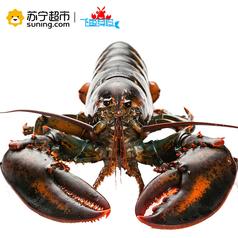 [苏宁生鲜][活鲜]加拿大 鲜活波士顿龙虾 海鲜波龙900-1000g/只 顺丰冷链航空全国配送 海鲜水产