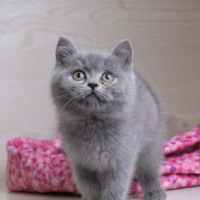 宠物猫蓝猫 蓝猫宠物猫咪 蓝猫 纯种英国短毛猫幼猫 幼崽