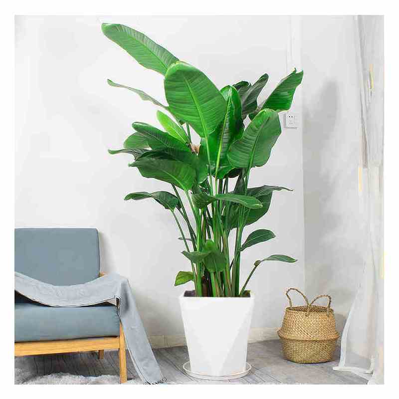 天堂鸟盆栽鹤望兰办公室大型花卉植物家居客厅净空气室内真花绿植