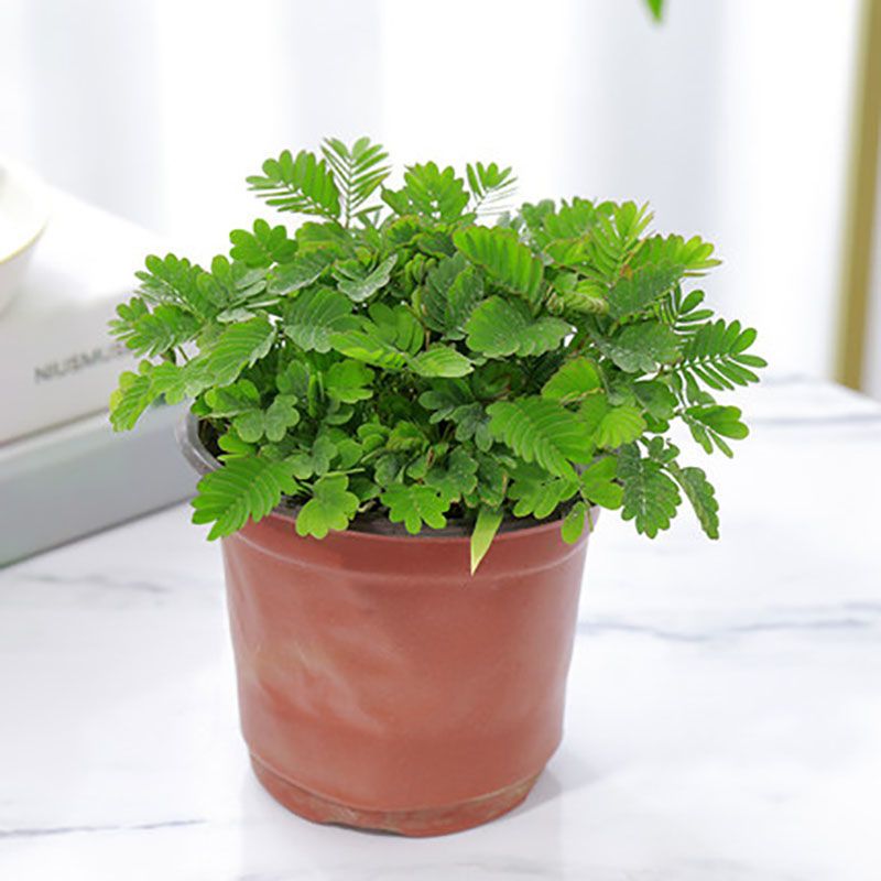 彩虹含羞草植物盆栽室内彩叶害羞草儿童趣味教室阳台养易活小绿植