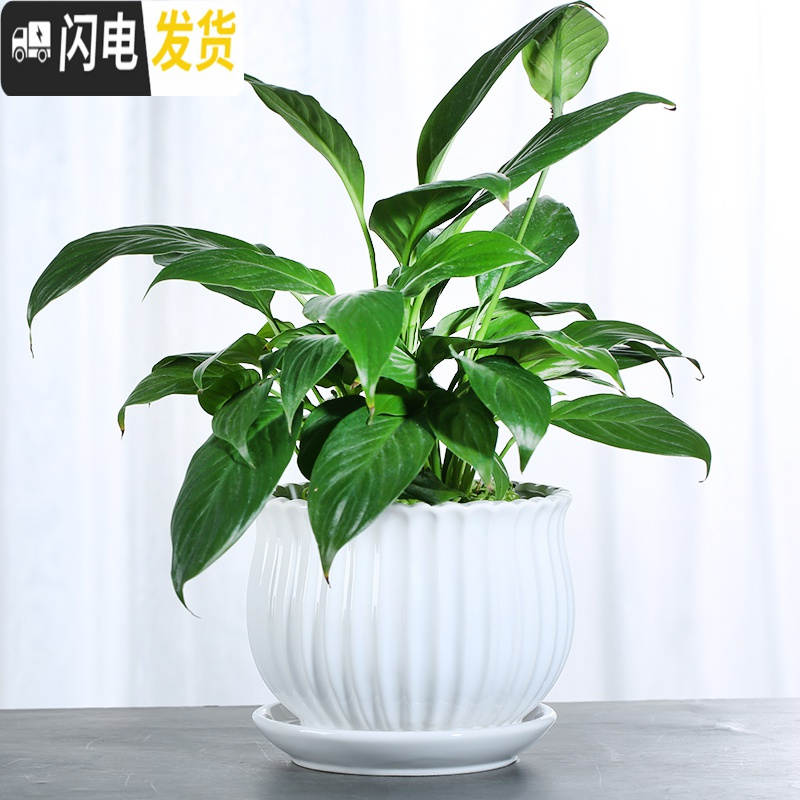 三维工匠欧式花盆陶瓷大号清白色仓带托盘家用室内阳台简约多肉绿萝植批发 70010白(两个大号) 中等花盆容器