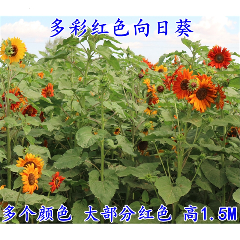 回固向日葵种子观赏食用花店切花种籽葵花籽油葵矮秆多头室内外盆栽孑视频介绍 回固向日葵种子观赏食用花店切花 种籽葵花籽油葵矮秆多头室内外盆栽孑功能演示视频 苏宁易购