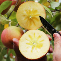 新疆阿克苏糖心苹果 带箱10斤装 果径75-80mm 新鲜水果