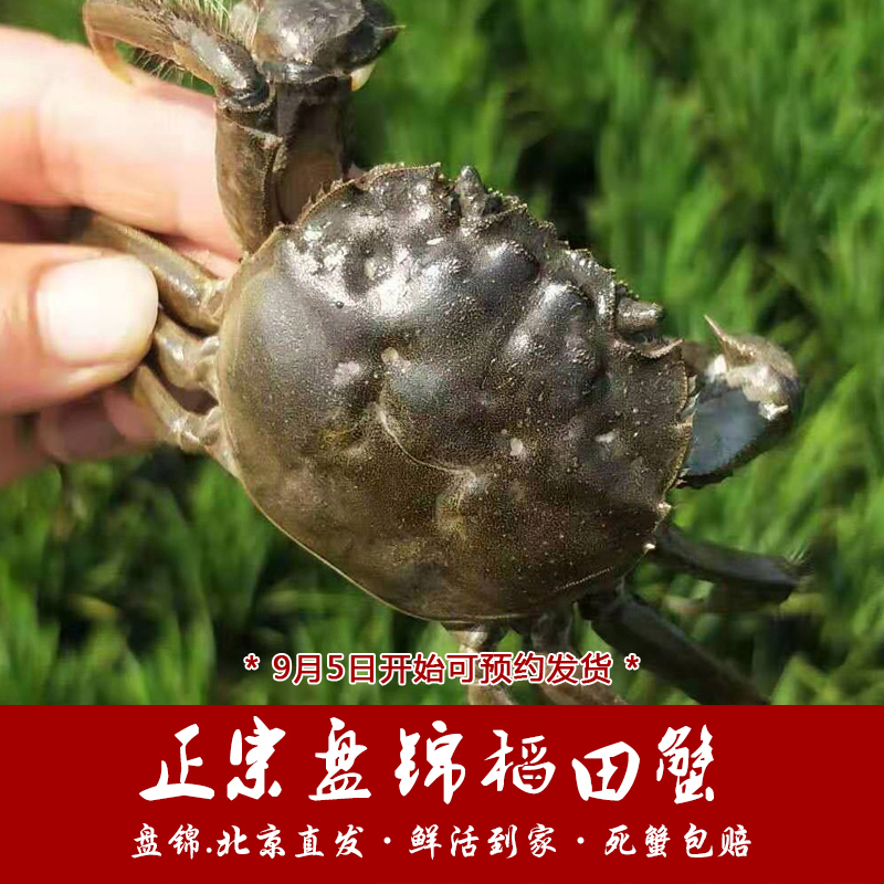 [礼券]蟹秋礼 盘锦大闸蟹河蟹 稻田大闸蟹 698型 公:3.3-3.7两 母:2.3-2.7两 4对 海鲜水产