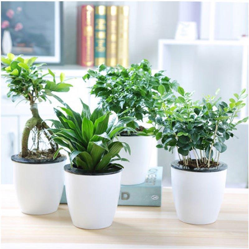 （带盆栽好）幸福树花卉绿植盆栽荷花竹虎皮兰室内办公室水培植物兰常青藤多功能时尚创意生活日用园艺用品花卉观叶植物