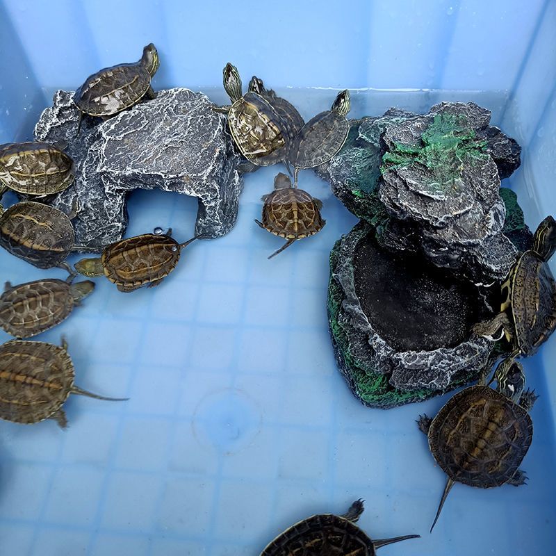 乌龟晒台爬台躲避洞穴水龟缸造景龟箱爬坡养龟屋晒背台通用沉水简易龟