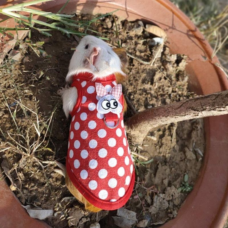 红色圆点s号 侏儒兔衣服荷兰猪牵引绳龙猫保暖衣豚鼠胸背小兔子绳