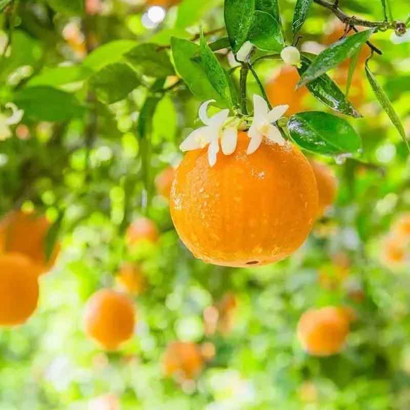 湖北秭归伦晚正宗脐橙不怕晚甜橙新鲜水果当季水果手剥橙产地直发12枚礼盒特级果高清大图