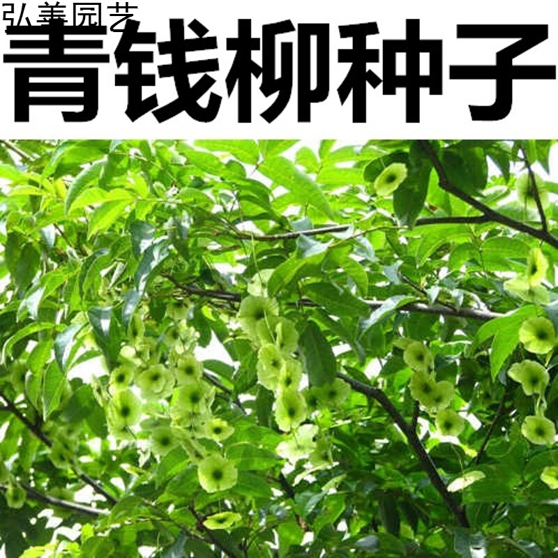 子暄新采金钱柳种子青钱柳种子幸福树种子工艺金钱柳摇钱树种子