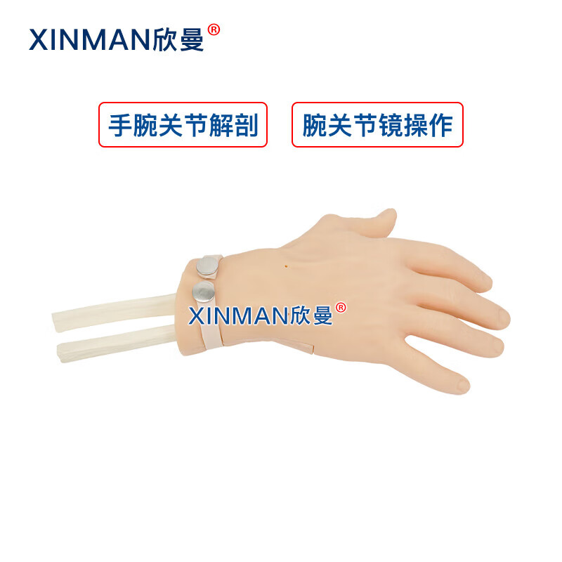 欣曼科教 腕关节镜检查操作训练模型 腕关节解剖模型XM-WL108高清大图