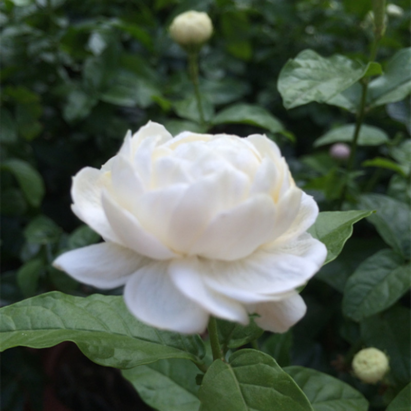 茉莉花盆栽 虎头茉莉花苗 花卉盆栽绿植 阳台芳香茉莉大花重瓣