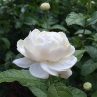 茉莉花盆栽 虎头茉莉花苗 花卉盆栽绿植 阳台芳香茉莉大花重瓣