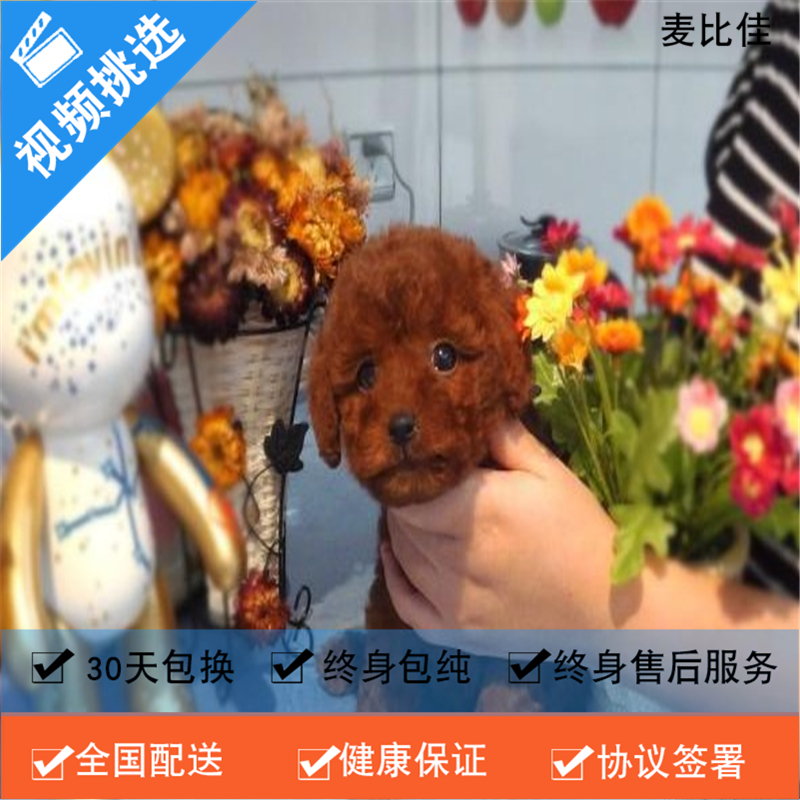 麦比佳纯种泰迪幼犬活体狗狗 茶杯型红泰迪幼犬长不大的泰迪狗狗白色小型犬 双血统赛级玩具型狗狗贵宾犬狗狗泰迪犬宠物级高清大图