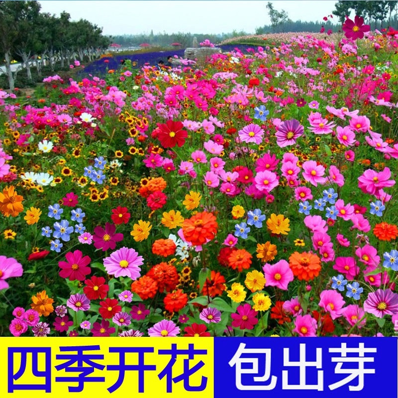 惠居尚品 七彩野花花种子(100克+2包肥)