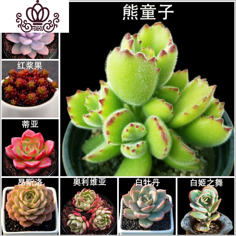 封后肉肉多肉植物组合盆栽花卉室内超大一整箱50颗多肉套餐清棚批发18颗精选多肉不重复定有贵货品种裸根不带土图片 高清实拍大图 苏宁易购
