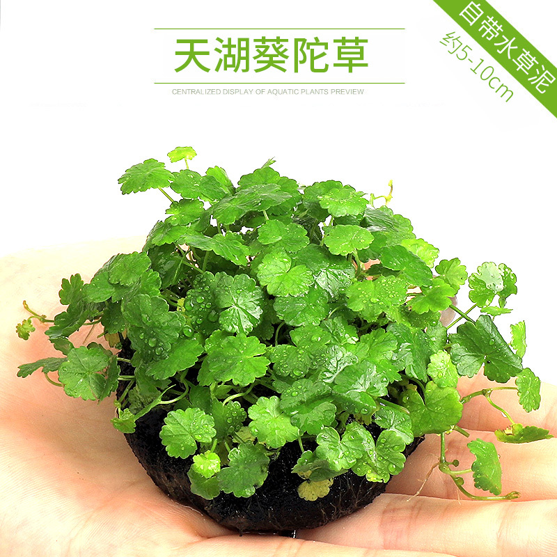 大九叶皇冠草真水草鱼缸装饰懒人水草淡水有茎类中后景性草