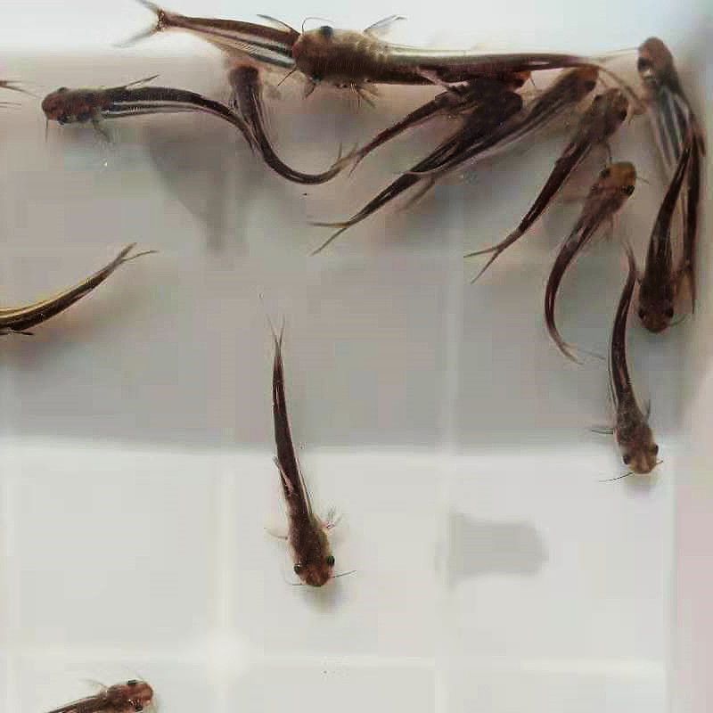 淡水蓝鲨鱼苗成吉思汗鲨虎头鲨大白鲨中大型凶猛热带鱼观赏鱼活体吃