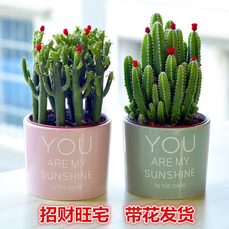 聚财山多肉植物仙人掌盆栽客厅绿植花卉室内办公室桌面好养吸甲醛 荐招财棍+聚财山简约盆色随机