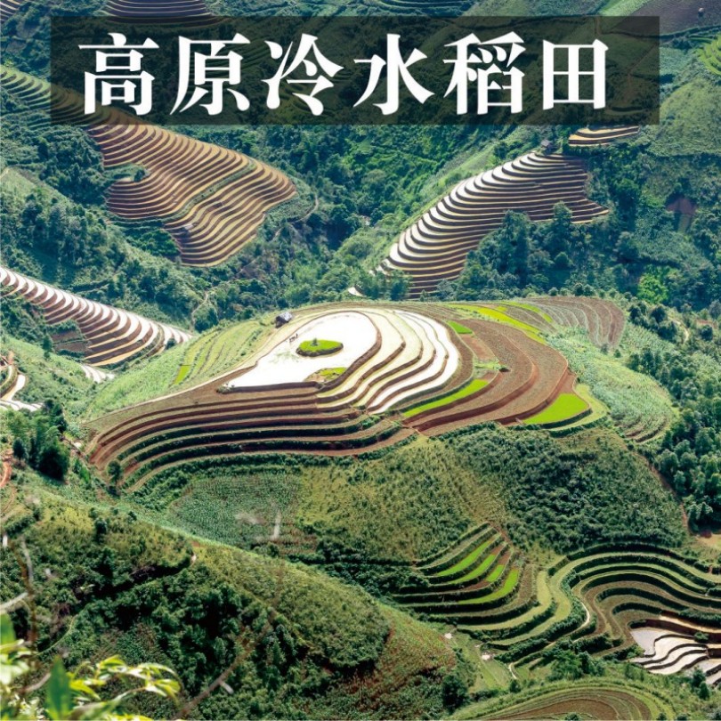金阳县祥和仟禧山泉长粒香2.5KG/袋高清大图