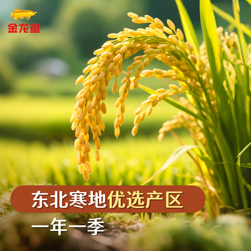 金龙鱼长粒香5kg高清大图