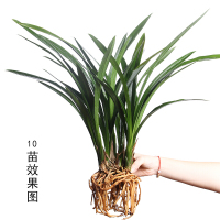 兰花苗墨兰报岁兰企黑白墨金边兰花金华山日向年宵花卉绿植盆栽