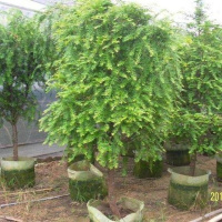 红豆杉树苗绿植苗木盆栽红杉树海棠盆景种子免运费70-80高不含盆