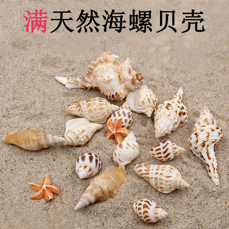 鱼缸装饰造景套餐小水族箱天然贝壳布景海螺底砂工艺品珊瑚