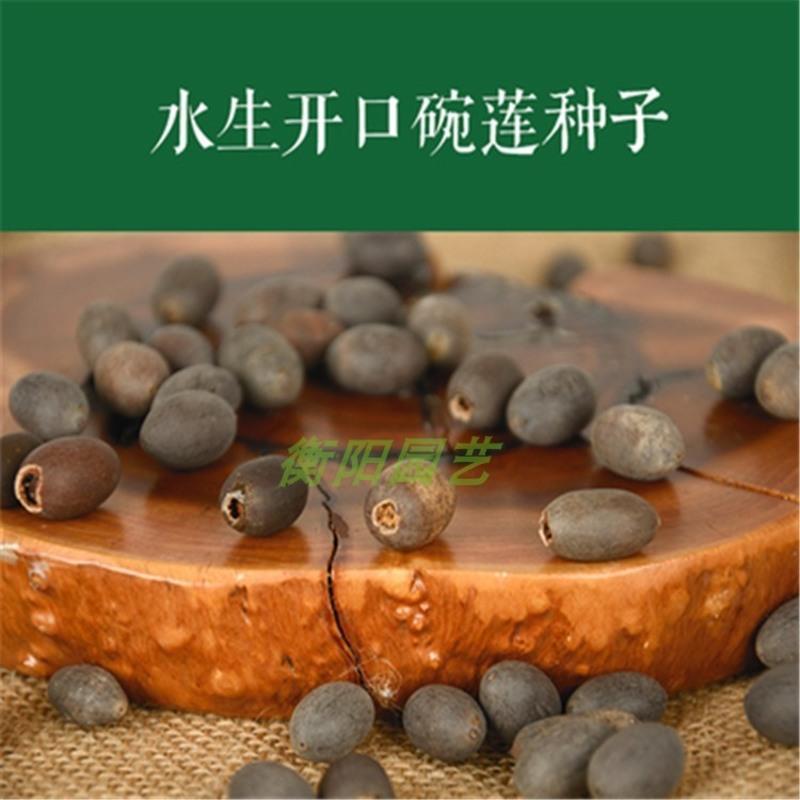 山石草盆景草假山草种子 室内盆栽吸水石草 四季播绿植物造景草籽 草籽10袋