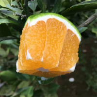 汇尔康(HR) 青皮蜜桔5斤装 橘子时令应季新鲜水果 单果果径50-70mm