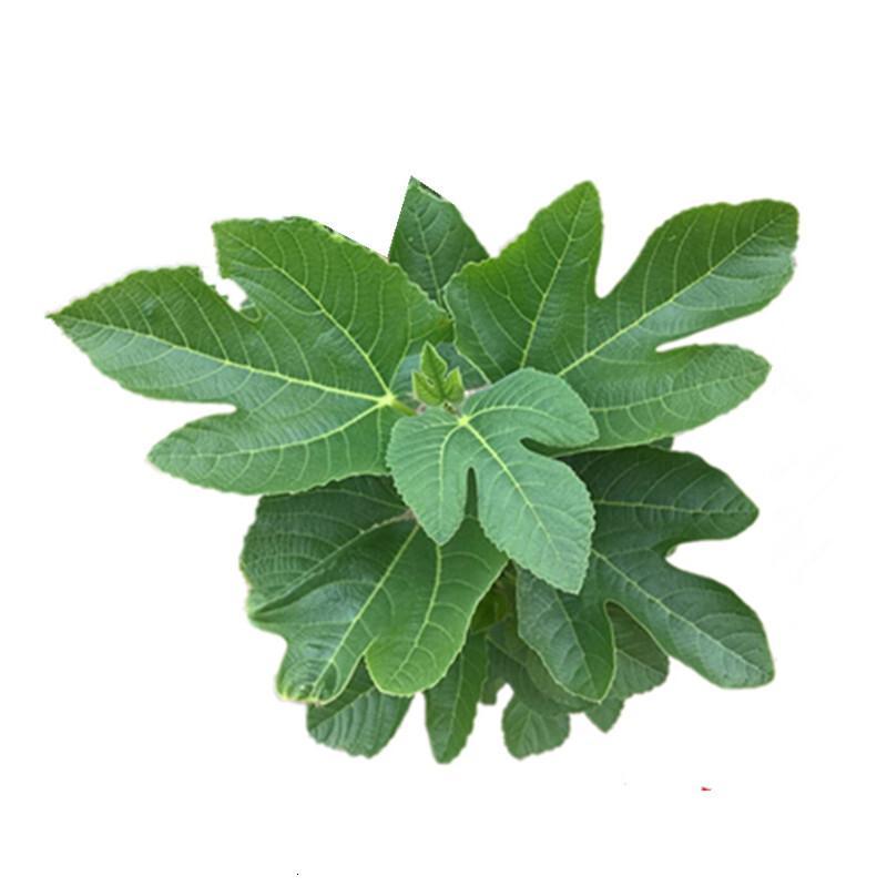 无花果叶500g新鲜蔬菜产发qq