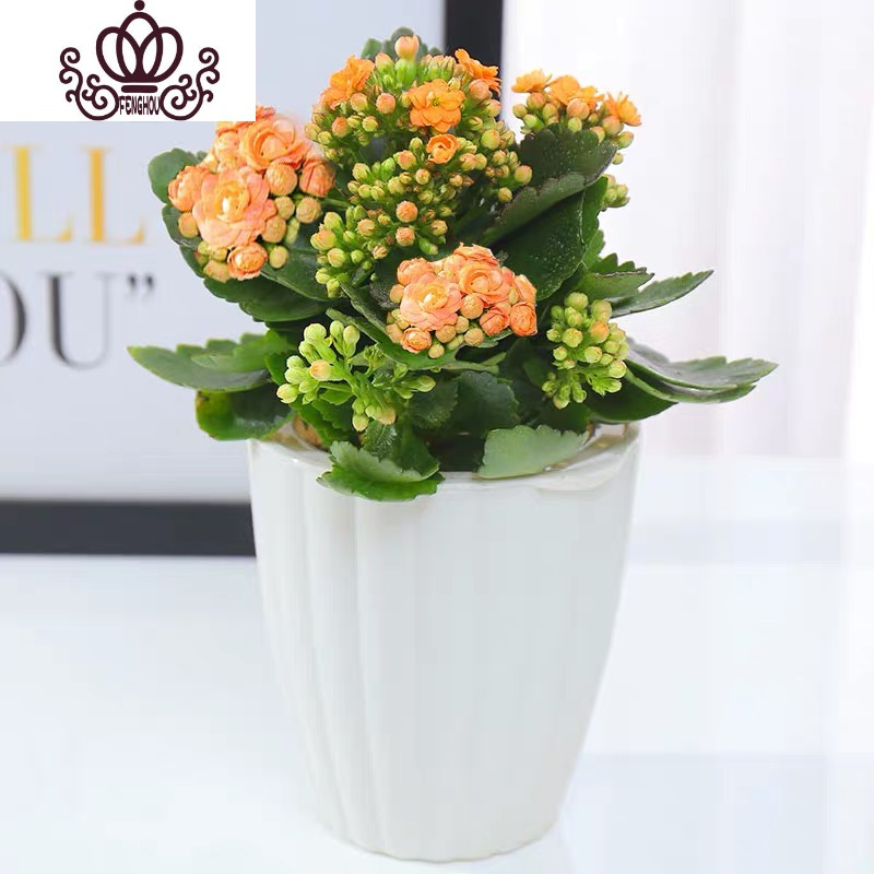 封后长寿花盆栽花卉植物室内花绿植绿巴黎长寿花重瓣大花四季开花花苗