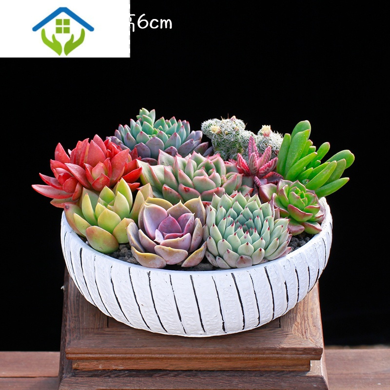 御蓝锦绿植盆栽御蓝锦多肉植物组合套餐含盆带土栽种好成品发货办公桌阳台盆栽花卉 价格图片品牌报价 苏宁易购玖煦家居专营店