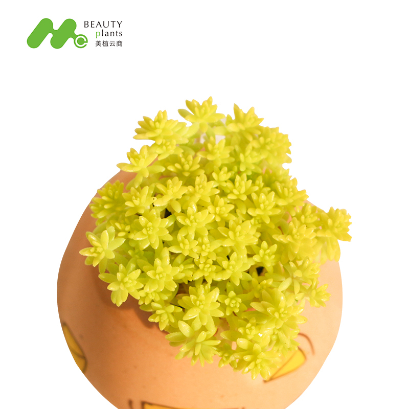 美植云商园艺用品美植云商多肉植物组合盆栽黄金草清仓大肉肉嘟嘟超萌室内植物不含盆土3株 价格图片品牌报价 苏宁易购美植云商旗舰店