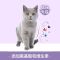 笑宠 宠物幼猫成猫猫咪营养膏猫专用防脱毛增肥增强免疫力120g 猫咪营养膏*1支