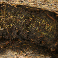 中茶湖南安化黑茶金花茯茶工夫手筑手工茯砖茶1kg中粮中国茶叶