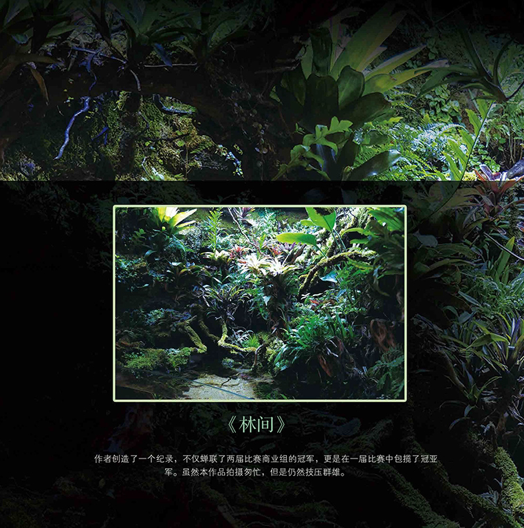 [正版]3册方寸之间雨林世界热带雨林景观设计水草造景艺术从入门到精通我的一本雨林缸造景书生态缸造景详解介绍雨林缸造景制作高清大图