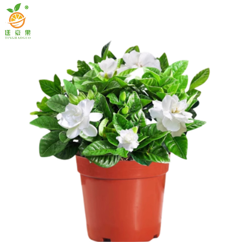 廷豪果 九里香 高30-40cm /棵高清大图