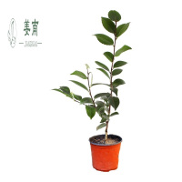 茶花苗山茶花树苗盆栽四季开花绿植物花卉观花庭院阳台玫瑰牡丹