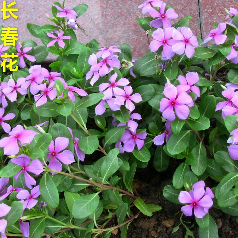 子暄园艺用品子暄长春花种子日日春五瓣梅花卉种子耐热耐旱花期长四季开花春秋播长春花种子 价格图片品牌报价 苏宁易购花海苗木专营店