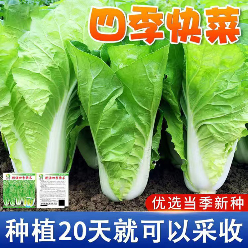 四季奶油快菜种子小白菜菜籽耐热速生快菜种孑阳台蔬菜籽种大全 一包500粒 20天奶油快菜种子原装